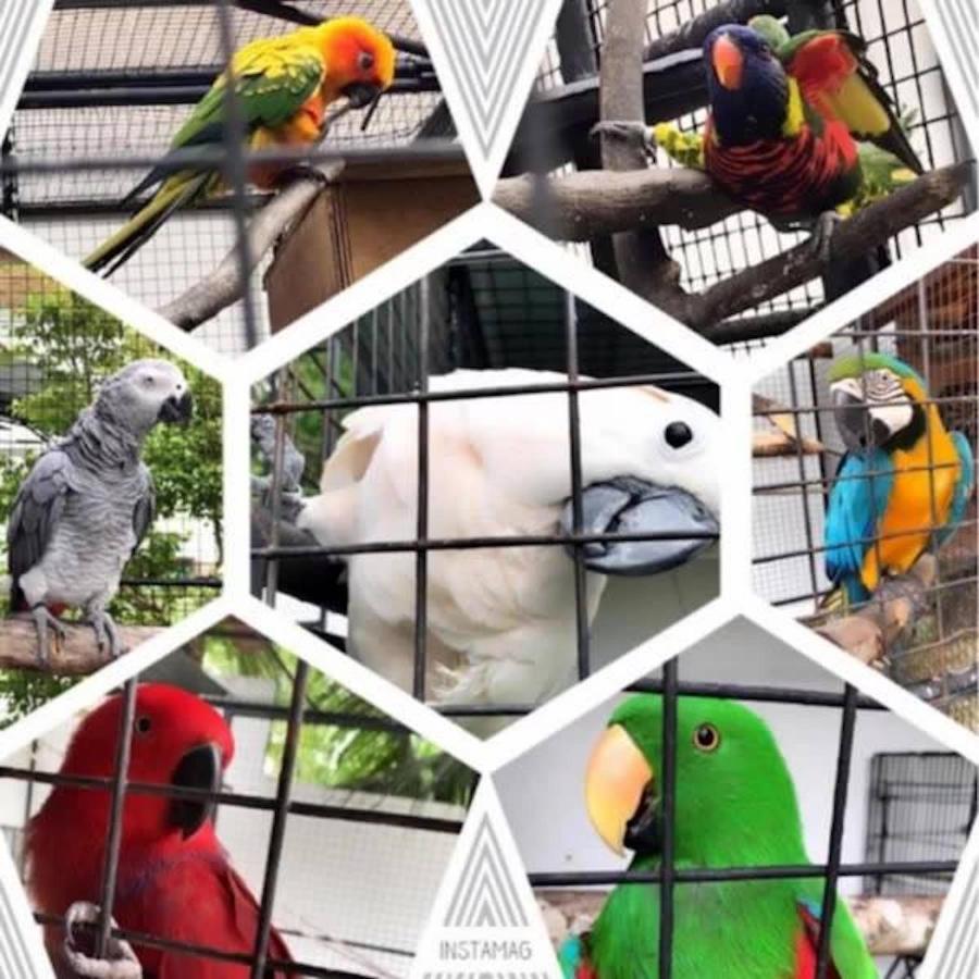 Parrot Resort Moalboal Bagian luar foto